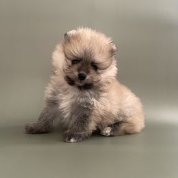 Pomeranian Puppies from POMS USA