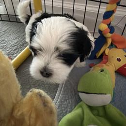 Girl 3 - Black and white female Havanese puppy in Morriston, Florida from OPA! Havanese (formerly Elysium Fields)