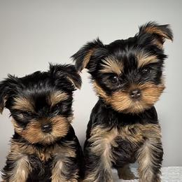 Maltipoo, Poodle, and Yorkshire Terrier Puppies from Noble Pets