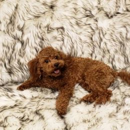 Poodle All Grown Up from M & M Poodles