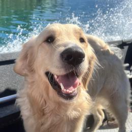 Walter - Golden Retriever