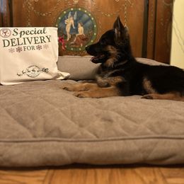 German Shepherd Puppies from Golden Ridge