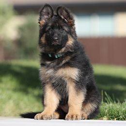 Red - Black and red German Shepherd puppy in El Dorado, California from von den Bären Shepherds