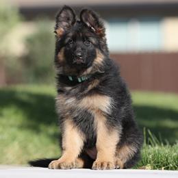 Red - Black and red German Shepherd puppy in El Dorado, California from von den Bären Shepherds