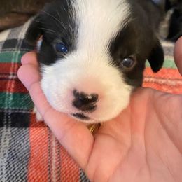 Cardigan Welsh Corgi Puppies from Rockin’ Y Corgis