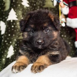 Cozy - Black and tan female German Shepherd puppy in Walla Walla, Washington from Silver Knight Shepherds