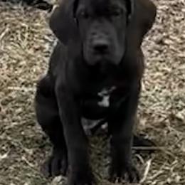 Girl 1 - Black and white female Great Dane puppy in Indianola, Iowa from Bull West Kennels