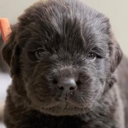Rosie White Female - Brown female Newfoundland puppy in Pottstown, Pennsylvania from Latin of Course Newfoundlands
