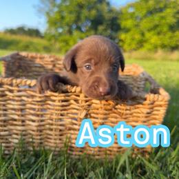 Aston - Chocolate female Labrador Retriever puppy in Lucasville, Ohio from Backwoods Labradors