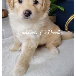 Aussiedoodle, Bernedoodle, and Goldendoodle Puppies from Johnson's Doodles