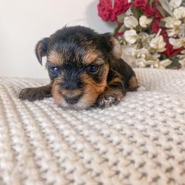 Yorkshire Terrier Puppies from Elaine’s Pup Co.