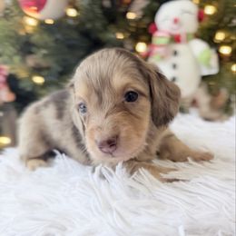 NOVA ready 12.24 (darker face) - Dapple female Dachshund puppy in Richmond, Virginia from Irresistible Dachshunds & Cavaliers