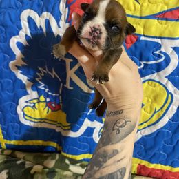 Tiny Tim - Red male Bulldog puppy in Topeka, Kansas from Midwest Monster Made Bulldogs