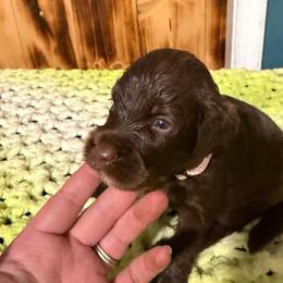 Virginia - Brown and white female Sheepadoodle puppy in Chesapeake, Virginia from Doodle-Cove