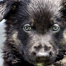 German Shepherd Puppies from Von Gonta Haus German Shepherds