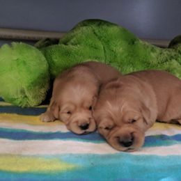 Golden Retriever Puppies from Maywood Goldens