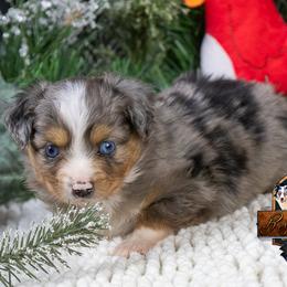 Indigo - Blue merle male Toy Australian Shepherd puppy in Granbury, Texas from Best Little Aussies