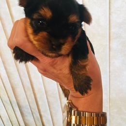 Yorkshire Terrier Puppies from Chikito's Yorkies