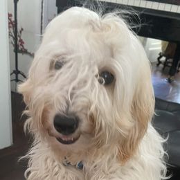 Coco - Havanese