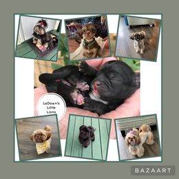 Shih Tzu Puppies from LaDawn’s Little Lions