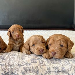 Australian Labradoodle Puppies from Peak Australian Labradoodles