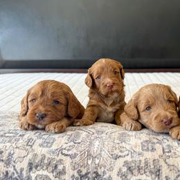 Australian Labradoodle Puppies from Peak Australian Labradoodles