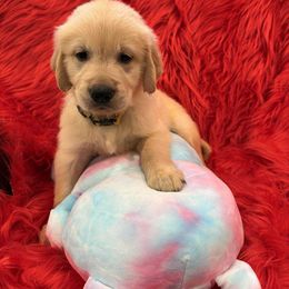 Golden Retriever Puppies from American True Golden retriever