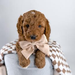 Stitch - Apricot male Goldendoodle puppy in Jamestown, Kentucky from Milk & Honey Doodles