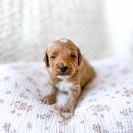 Enzo - Red  male Goldendoodle puppy in Springville, Utah from Happy Doodle