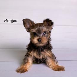 Yorkshire Terrier Puppies from Our Yorkie Corner