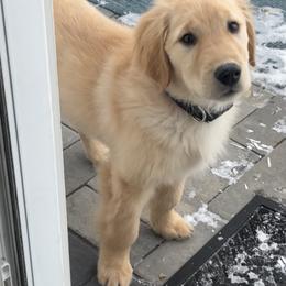 Golden Retriever Puppies from Knights Golden Acres