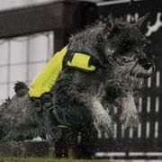 Standard Schnauzers from Harmony Standard Schnauzers