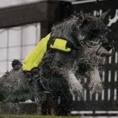 Standard Schnauzers from Harmony Standard Schnauzers