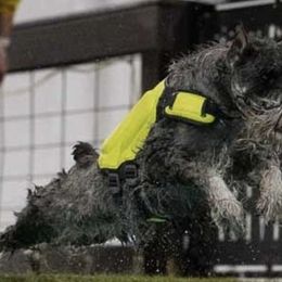 Standard Schnauzers from Harmony Standard Schnauzers