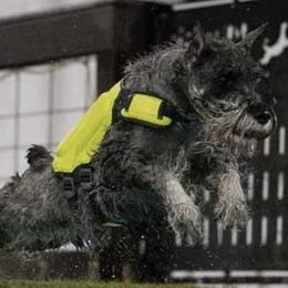 Standard Schnauzers from Harmony Standard Schnauzers