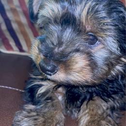 Johnnie Walker - Parti male Yorkshire Terrier puppy in Atlanta, Georgia from Cocktail Puppies