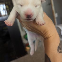 Pomsky Puppies from Valparaiso Pomskys