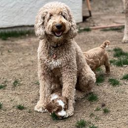 Goldendoodles from Bushman Doodles