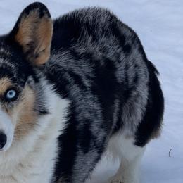American Corgis and Pembroke Welsh Corgis from Woodwick Corgis