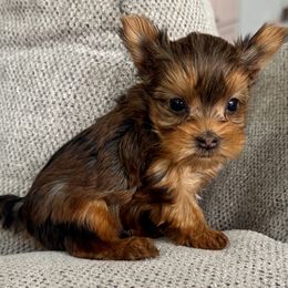 Toffee - Chocolate and tan male Yorkshire Terrier puppy in West Fargo, North Dakota from A Yorkie Tale