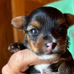 Girl 1 - Yorkshire Terrier puppy from Belle's Yorkie Babies