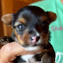 Girl 1 - Yorkshire Terrier puppy from Belle's Yorkie Babies