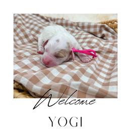 Yogi - Parti female Goldendoodle puppy in New Harmony, Indiana from Cottonwood Farms