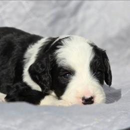 Blossom - Black and white female Bernedoodle puppy in Shelton, Washington from NW Bernedoodles of Washington
