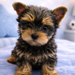 Heart - Black and tan male Yorkshire Terrier puppy in San Diego, California from Chasing Rainbows Yorkies