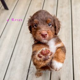 4 Roses - Red tri-color female Aussiedoodle puppy in Kennesaw, Georgia from Distinctive Doodle