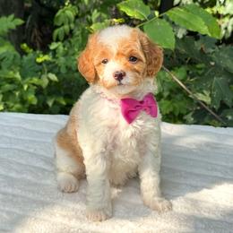 Patches OFA - Blenheim female Cavapoo puppy in Falmouth, Michigan from Dyer Lake Newfoundland’s