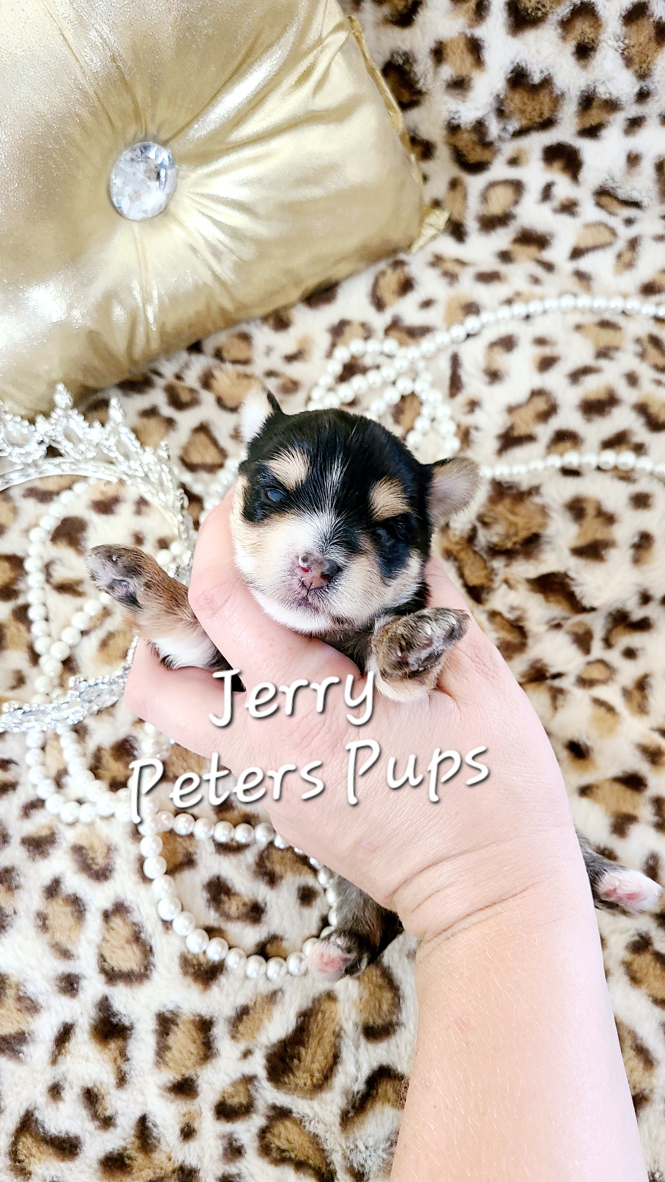 Yorkshire Terrier Puppies from Peters Pups Yorkshire Terriers