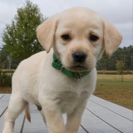 Green Collar (Runt) - Yellow male Labrador Retriever puppy in Husser, Louisiana from Kristen