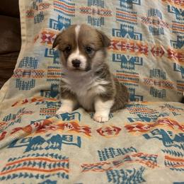 Ash Tail Intact - Red female Pembroke Welsh Corgi puppy in Maupin, Oregon from Bailey Nannini
